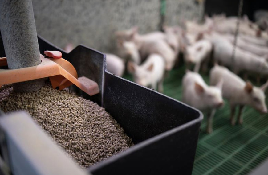 ADM explains How Early-Stage Nutrition Helps Animals Reach Full Genetic Potential